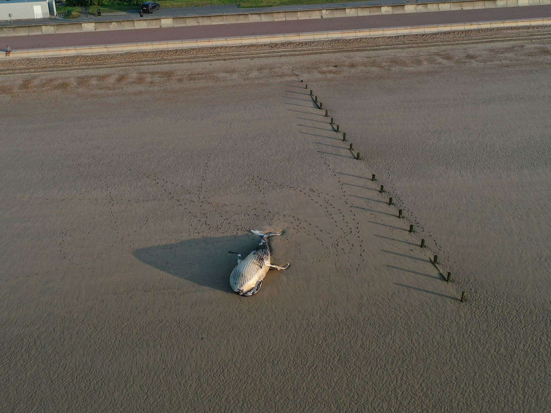 The deceased whale at St Mary’s Bay. Picture: UKNIP