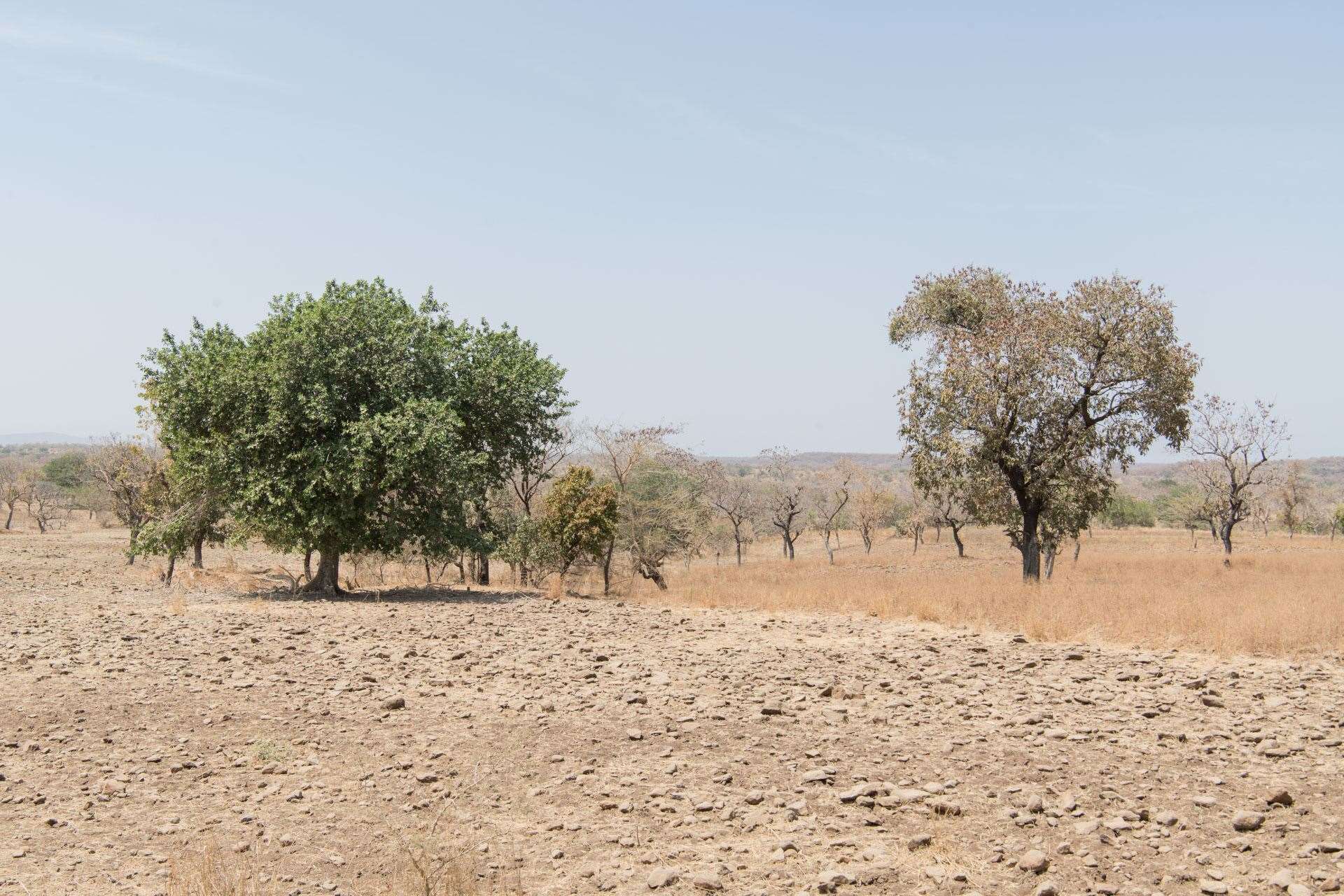 Degraded forest and land in West Gonder, Ethiopia (Maheder Haileselassie/Tree Aid/PA)