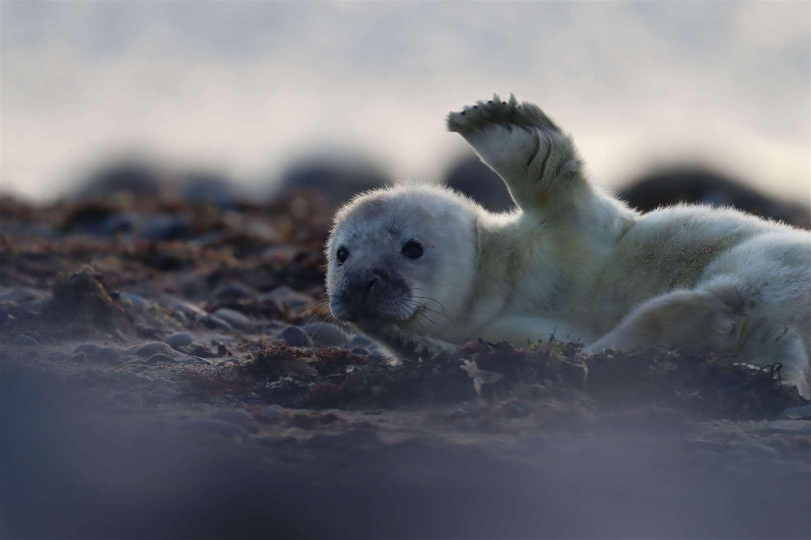 Grey seal pup at South Walney nature reserve, Cumbria (Emily Baxter/PA)