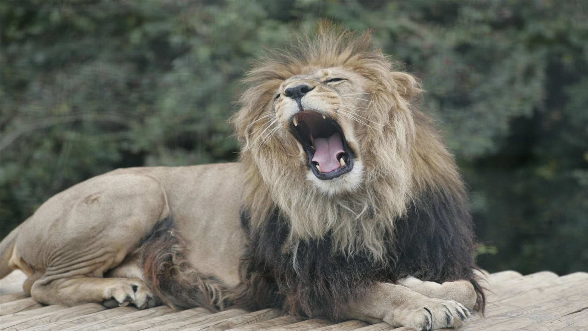 A lion at the Pinewood Camping site at Port Lympne Reserve