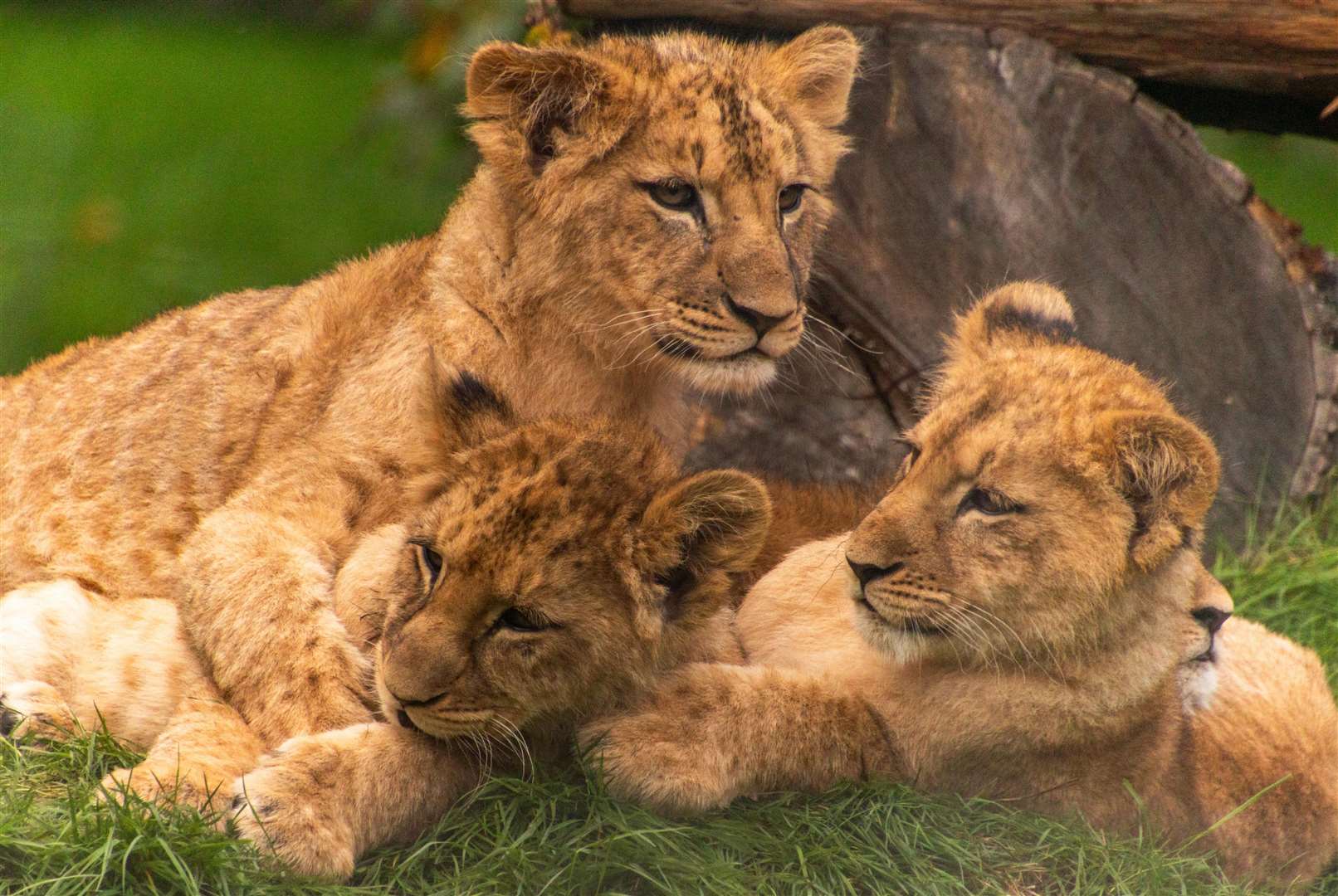 These three lions cubs are among four siblings making their public debut at Howletts Wild Animal Park. Photo: Andrew Norman