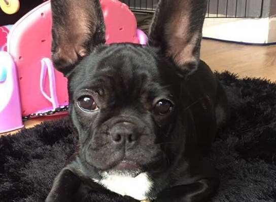 The French bulldog was found in Hunton Hill.