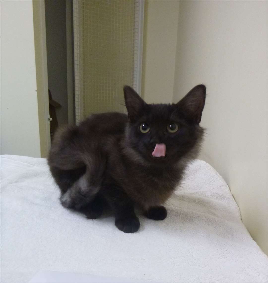 Chandrika, who is Midnight’s male kitten, after. Photo: RSPCA