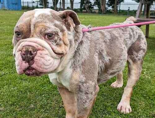 20 dogs in Kent, from Last Chance Animal Rescue, searching for a ...