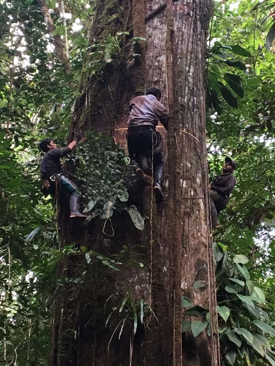 Scientists measuring a giant Ceiba in the Choco rainforest, Colombia (Pauline Kindler/Col-Tree/PA)