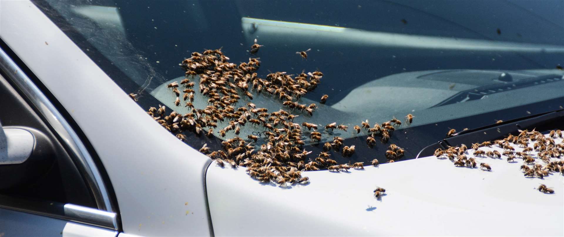 The swarm in Downs Road, Folkestone