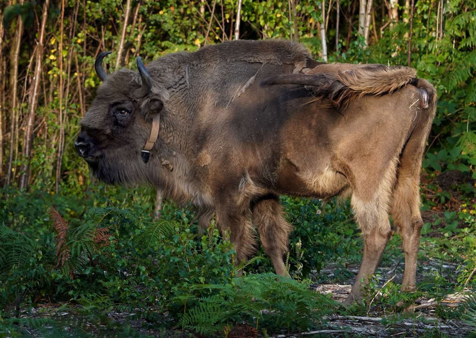 One of four of bison explores her surroundings as they are released into West Blean and Thornden Woods (Gareth Fuller/PA)