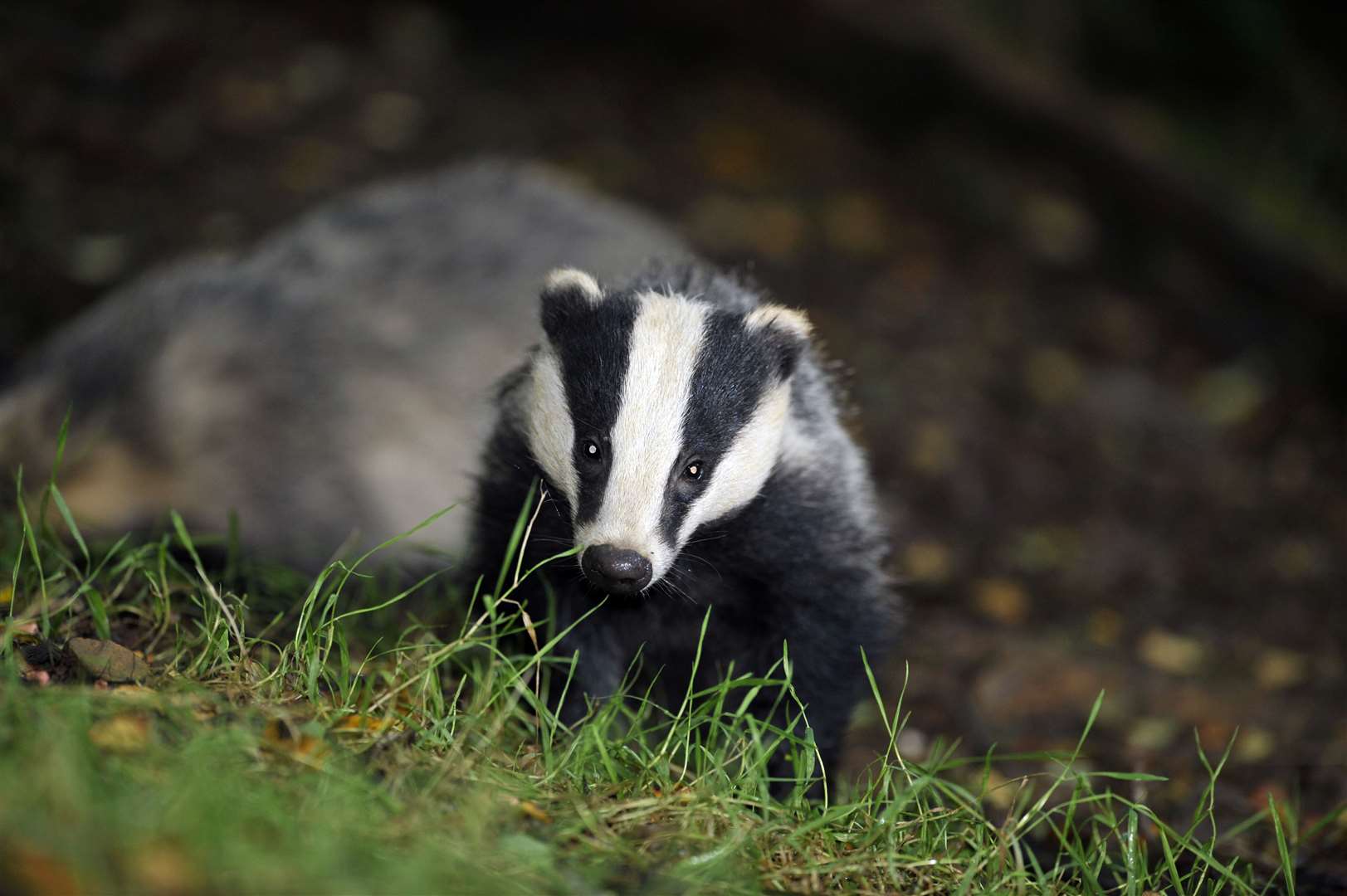 Link hit out at ‘disappointingly low conviction figures’ for crimes against wildlife (Ben Birchall/PA)