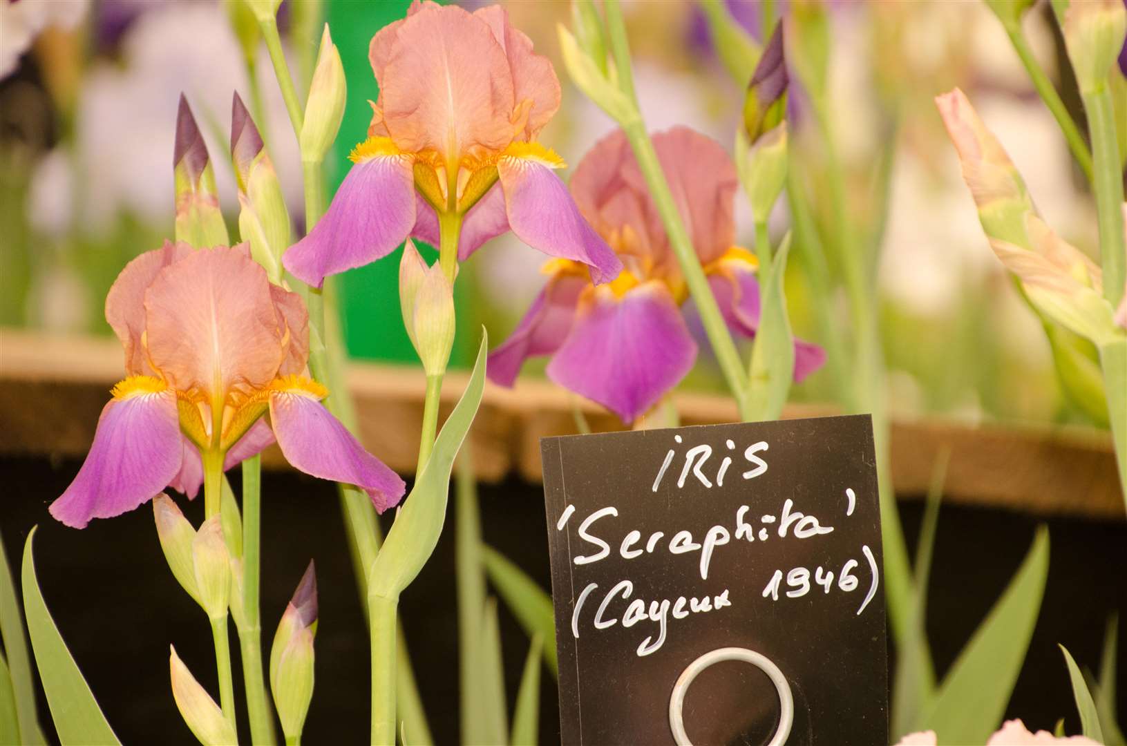 Cayeux Iris Picture: Ian West