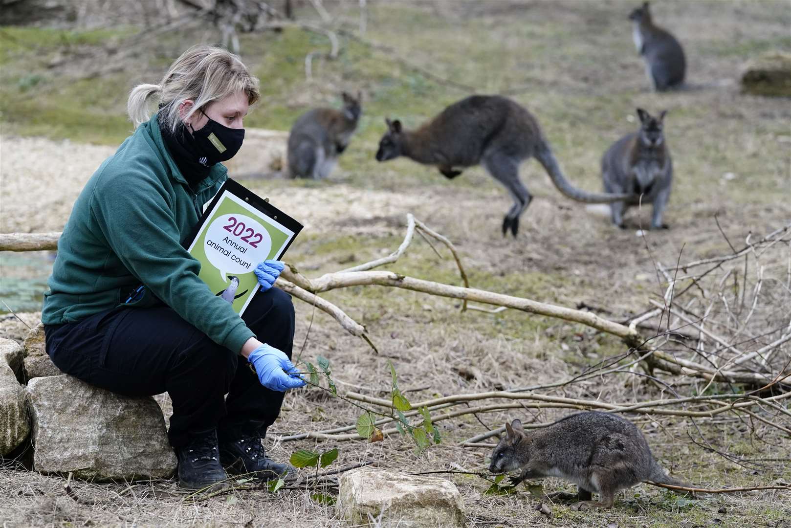 A keeper feeds a Parma wallaby (Andrew Matthews/PA)