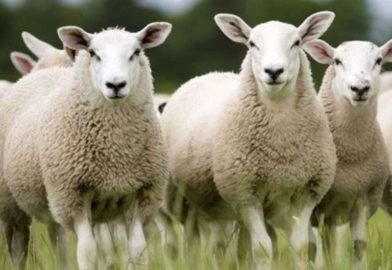 Boughton Monchelsea sheep killed after being ‘deliberately’ run over in ...