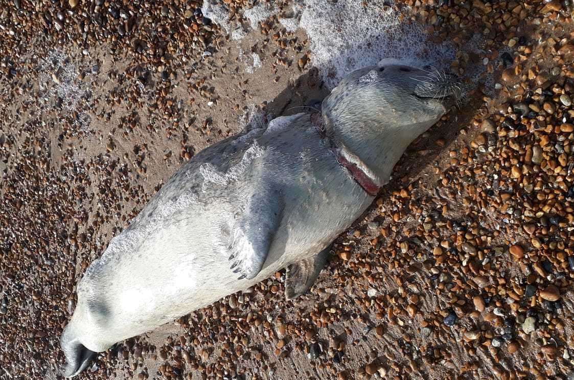 The dead seal at Sandwich Bay Picture: Tony Ovenden