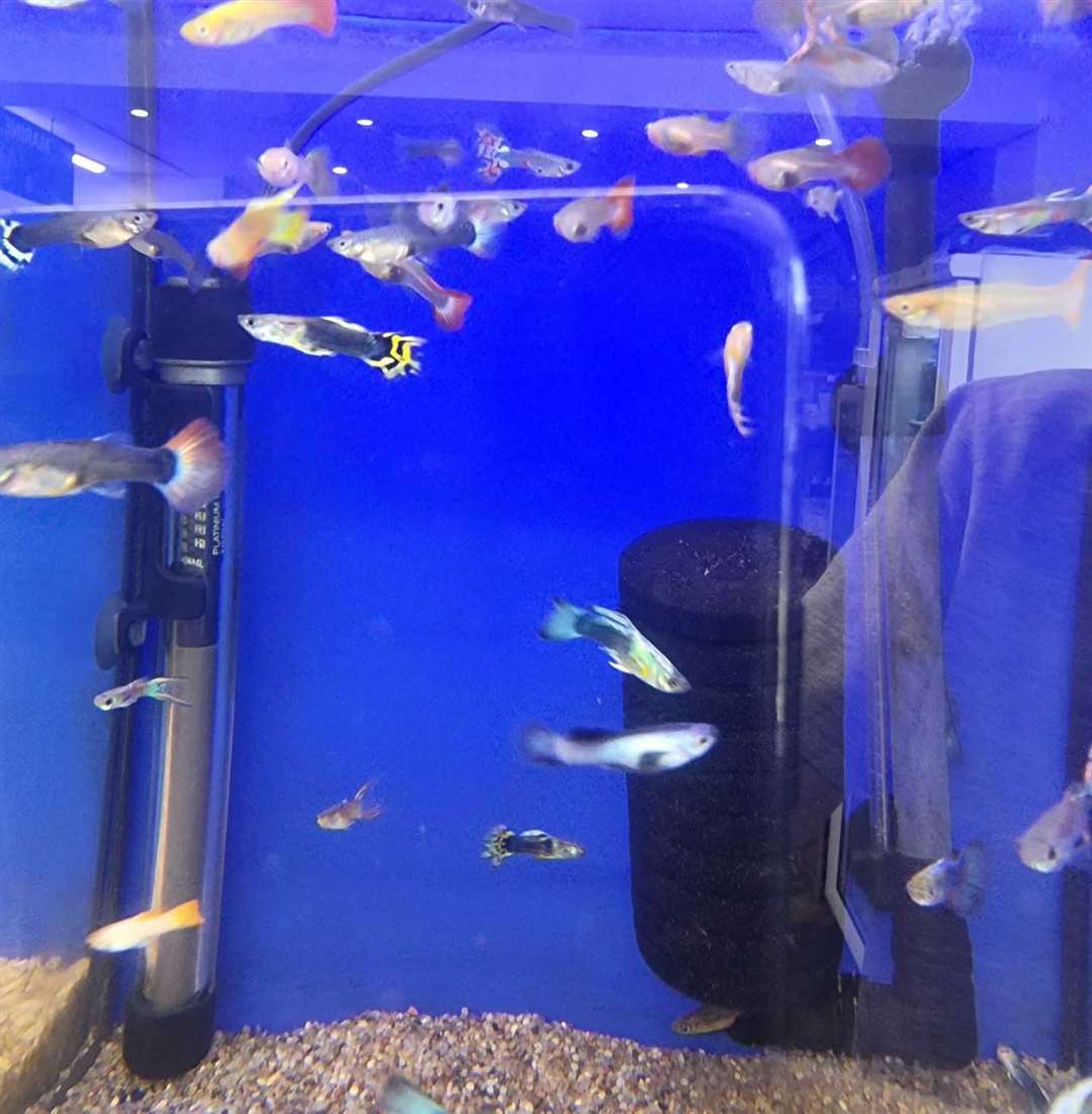 Aquatic fish centre outlet near me