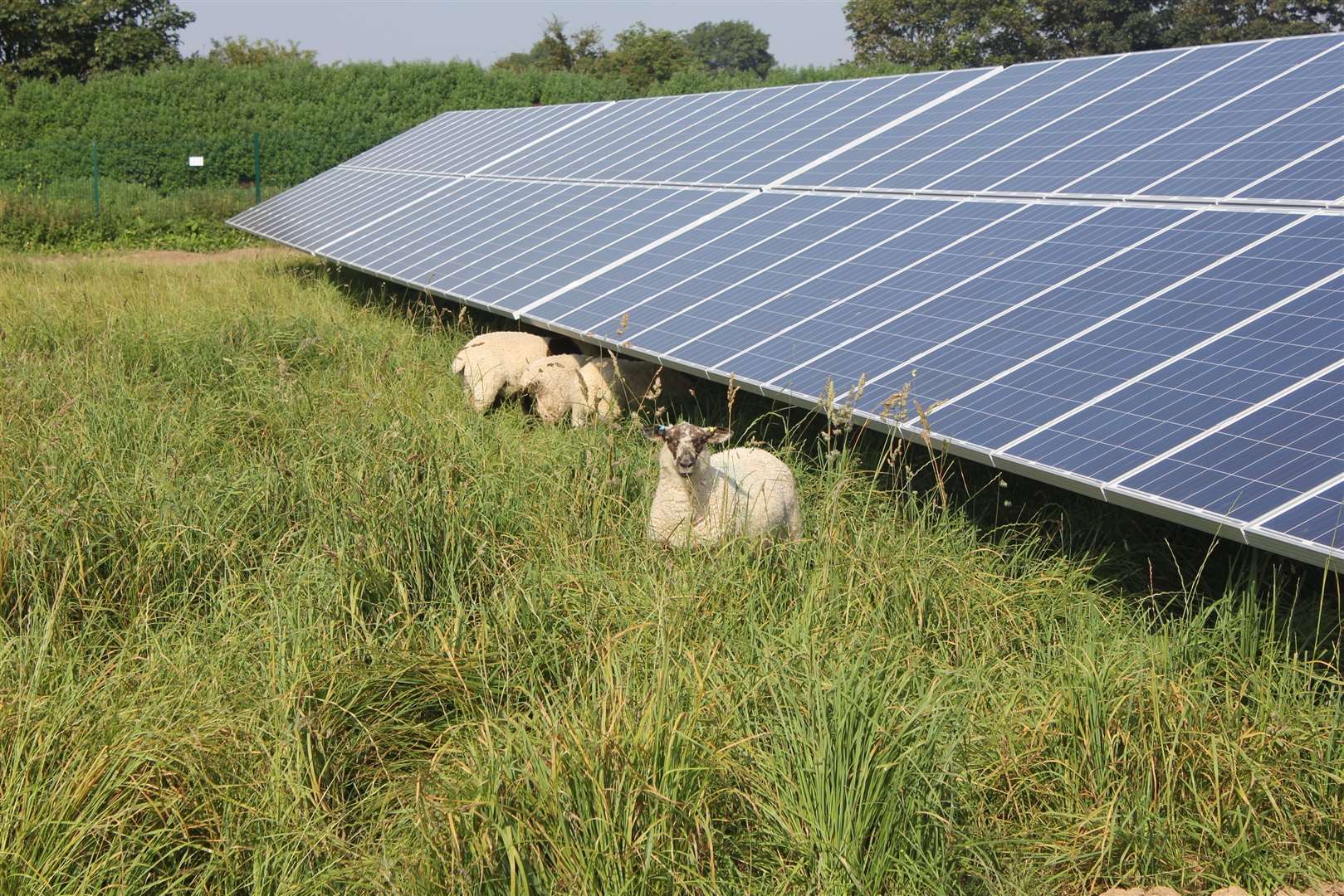 Starkraft says the site could still be used for grazing sheep, like this one at Oving, West Sussex. Pic: Sue Sutcliffe