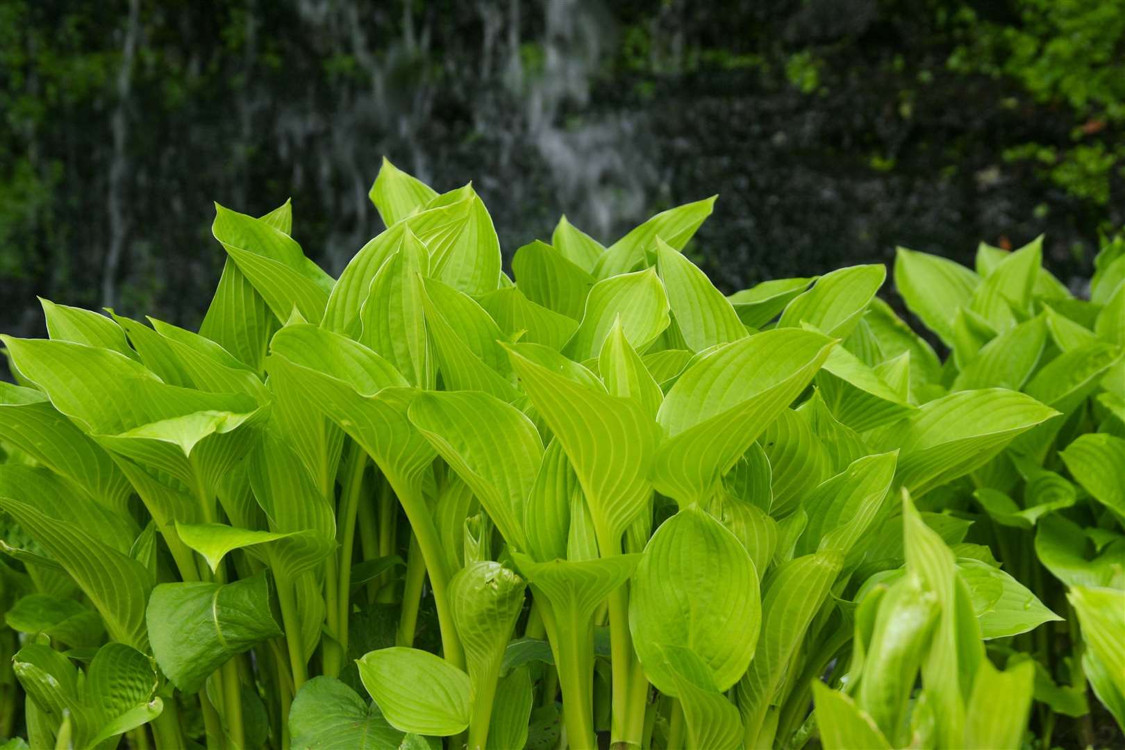 Hosta leaves (9485591)