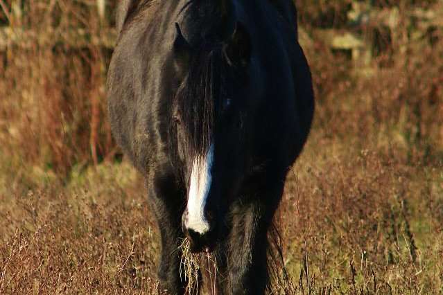 Kerry's horse was not hurt in the incident