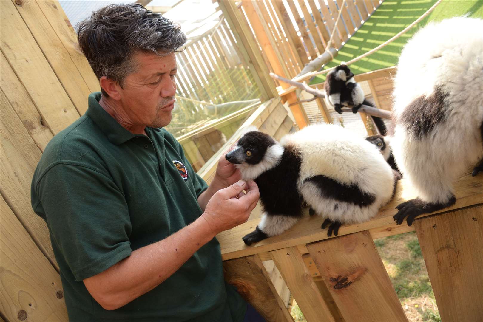 Andy Cowell with the lemurs in their enclosure