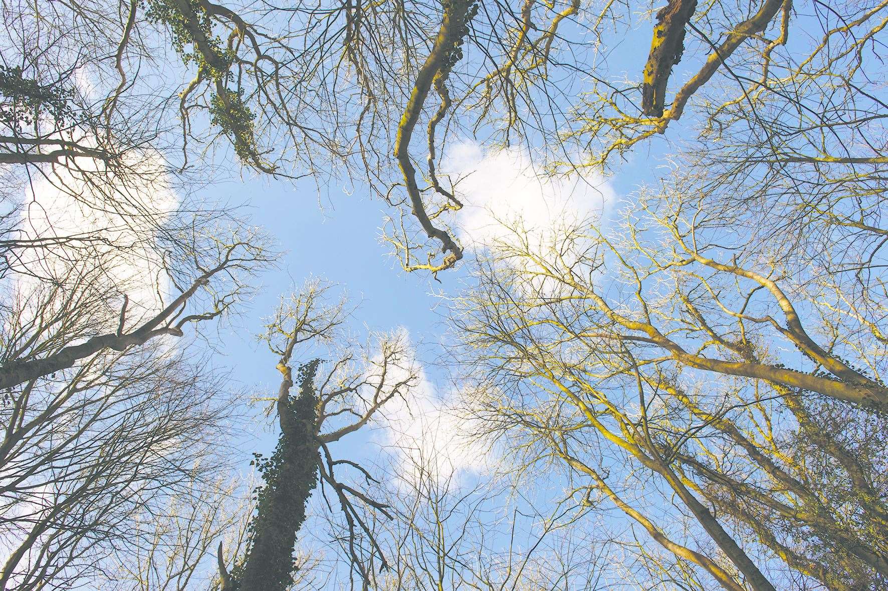 Trees drink up to 100 litres of rain water a day