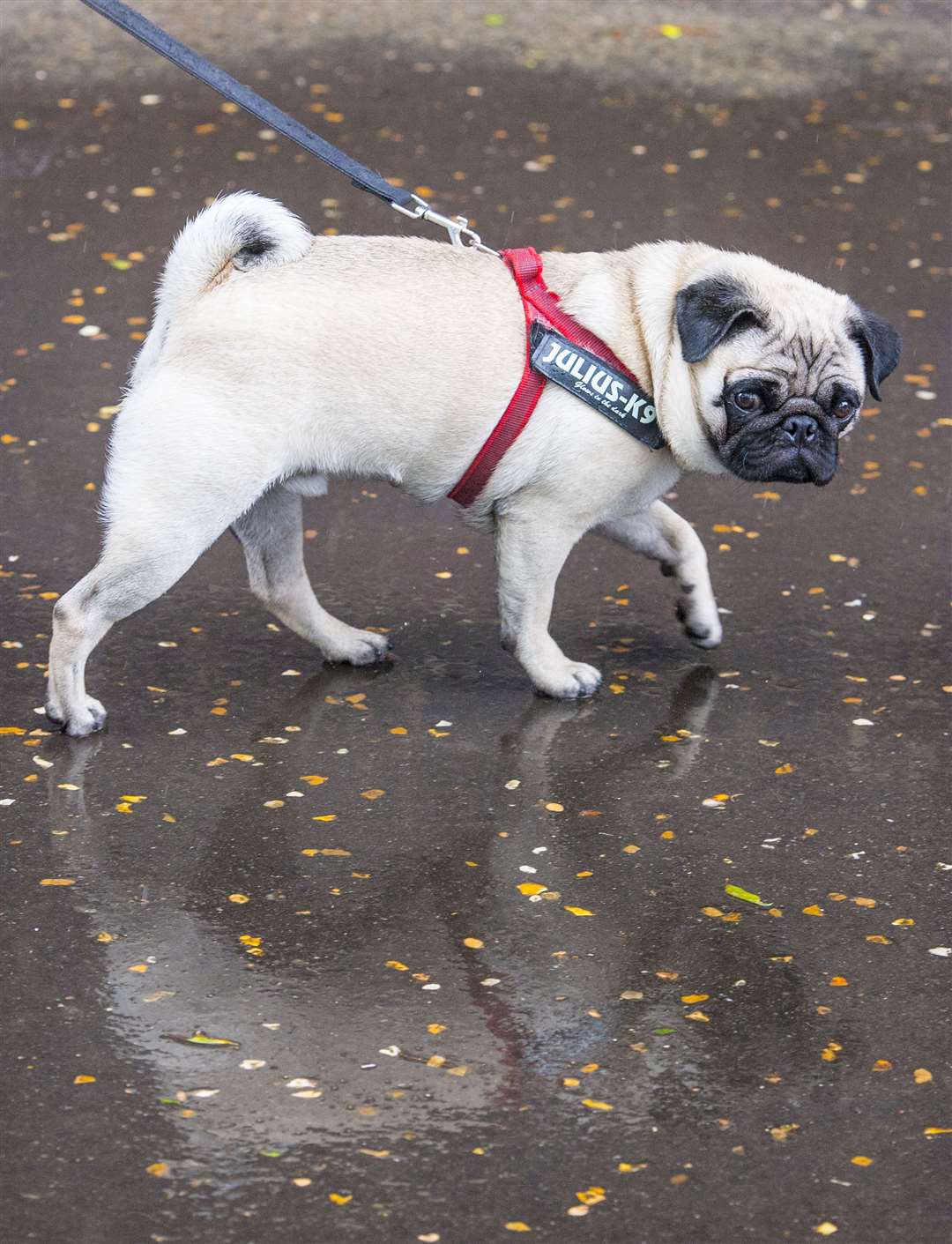 A pug is reflected on a wet pavement in London, as slightly less damp weather is projected for the UK on Saturday compared with a rain-ravaged week (Ian West/PA). 