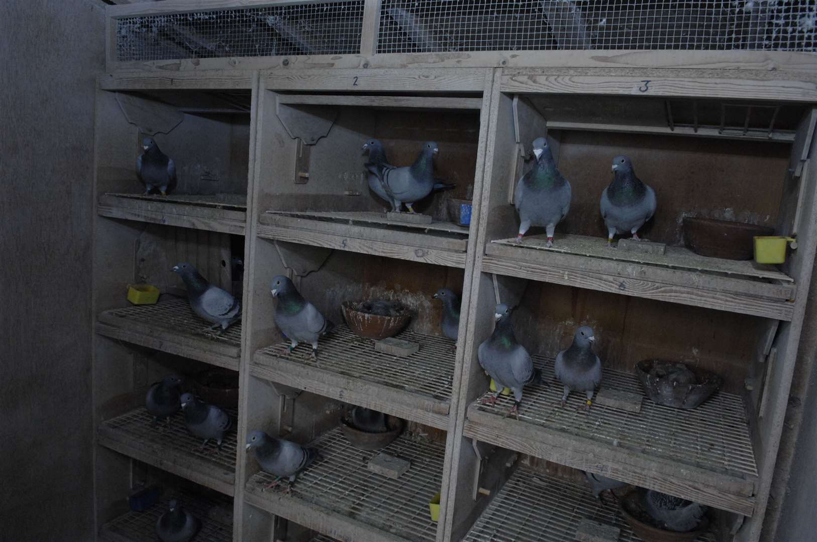 Avian flu and Covid-19 have hampered the sport of pigeon racing in the last year Picture: Chris Davey