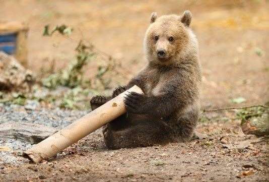 The brown bear is native to Britain and it is estimated that there were over 13,000 bears living here 7,000 years ago. Picture: The Wildwood Trust