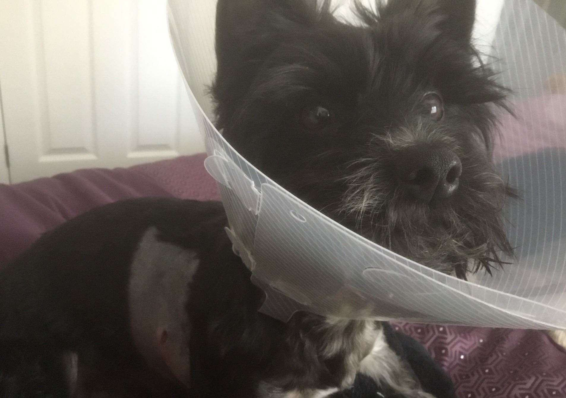 Police are investigating an attack on a Yorkshire Terrier