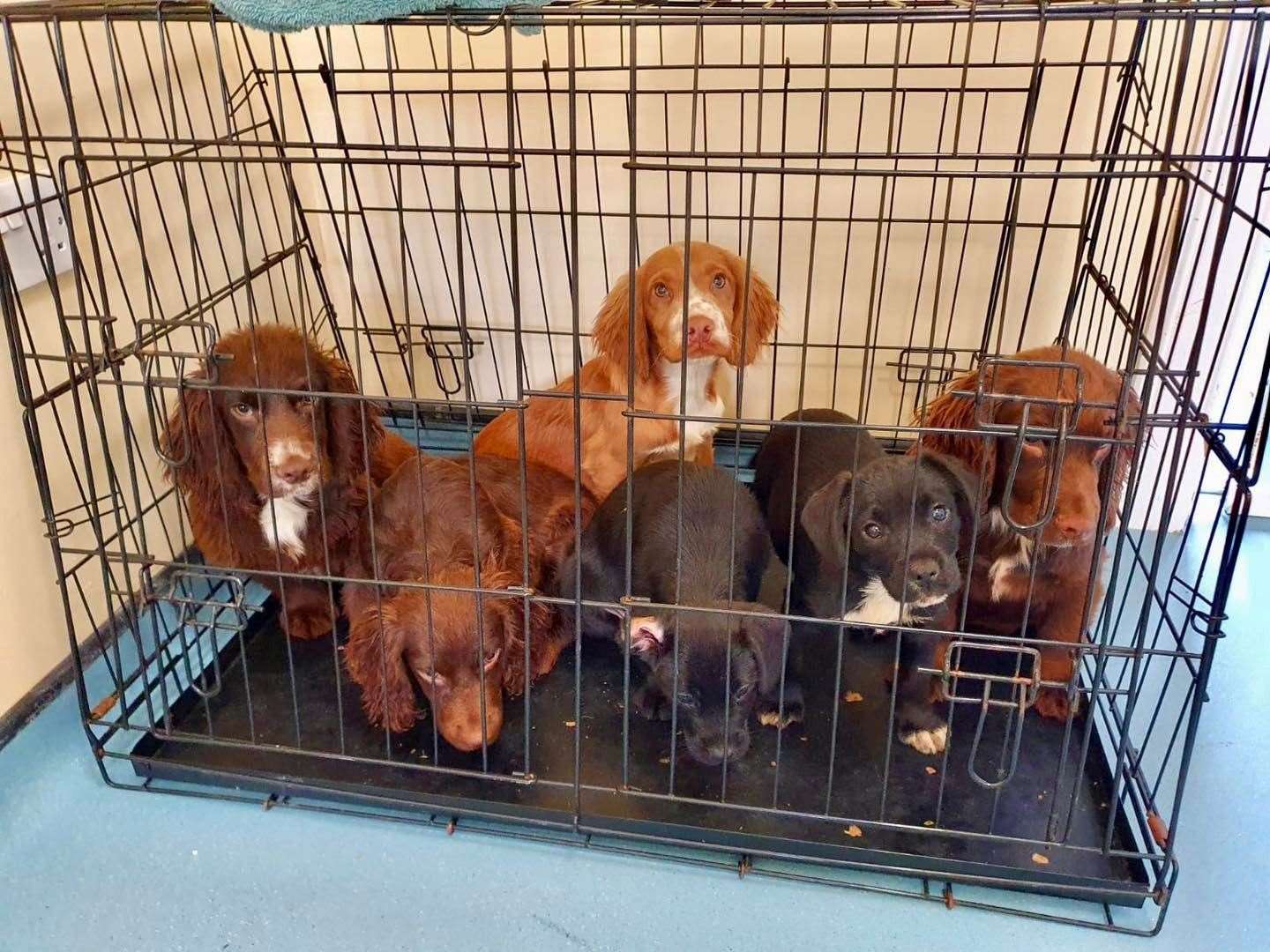 The four cocker spaniels and two terrier crossbreeds puppies were found abandoned in a metal crate in January (RSPCA/PA)