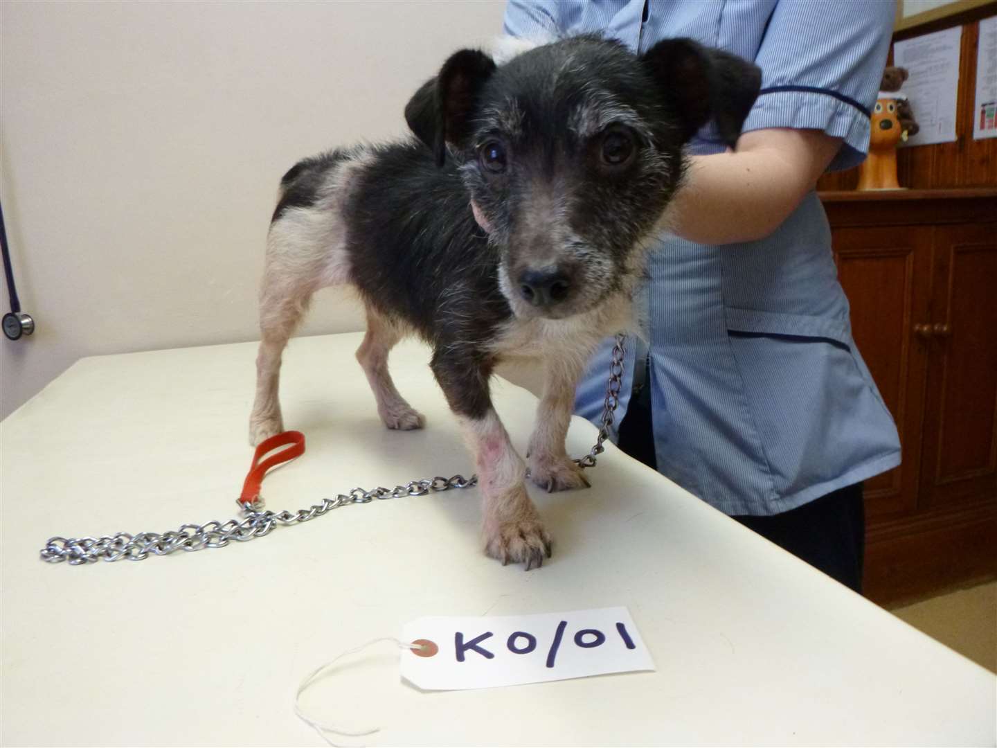 Sammy was taken to the vets by the animal charity. Picture: RSPCA