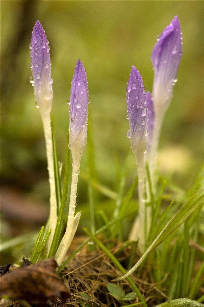 The crocus is a symbol of the fight against polio. Dye made using the flowers is used to identify children who have been vaccinated against the disease in countries where it is still a threat.