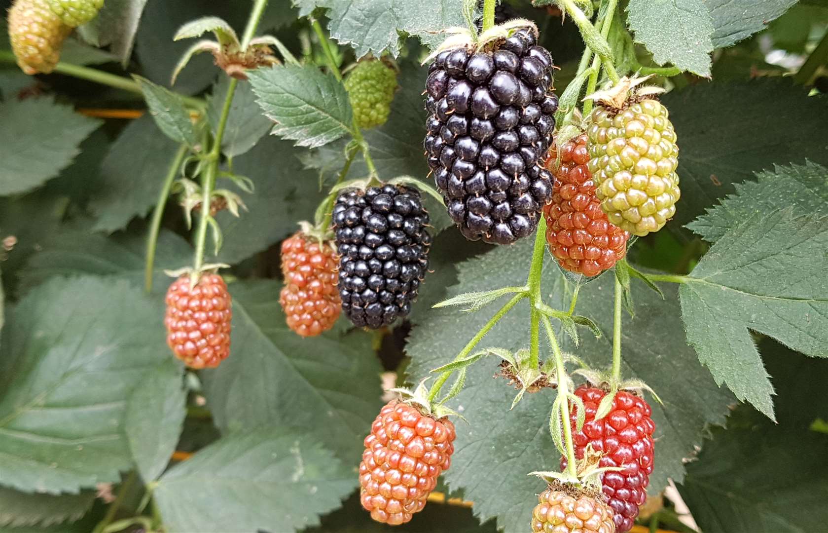 Victoria blackberries are naturally sweeter than other varieties