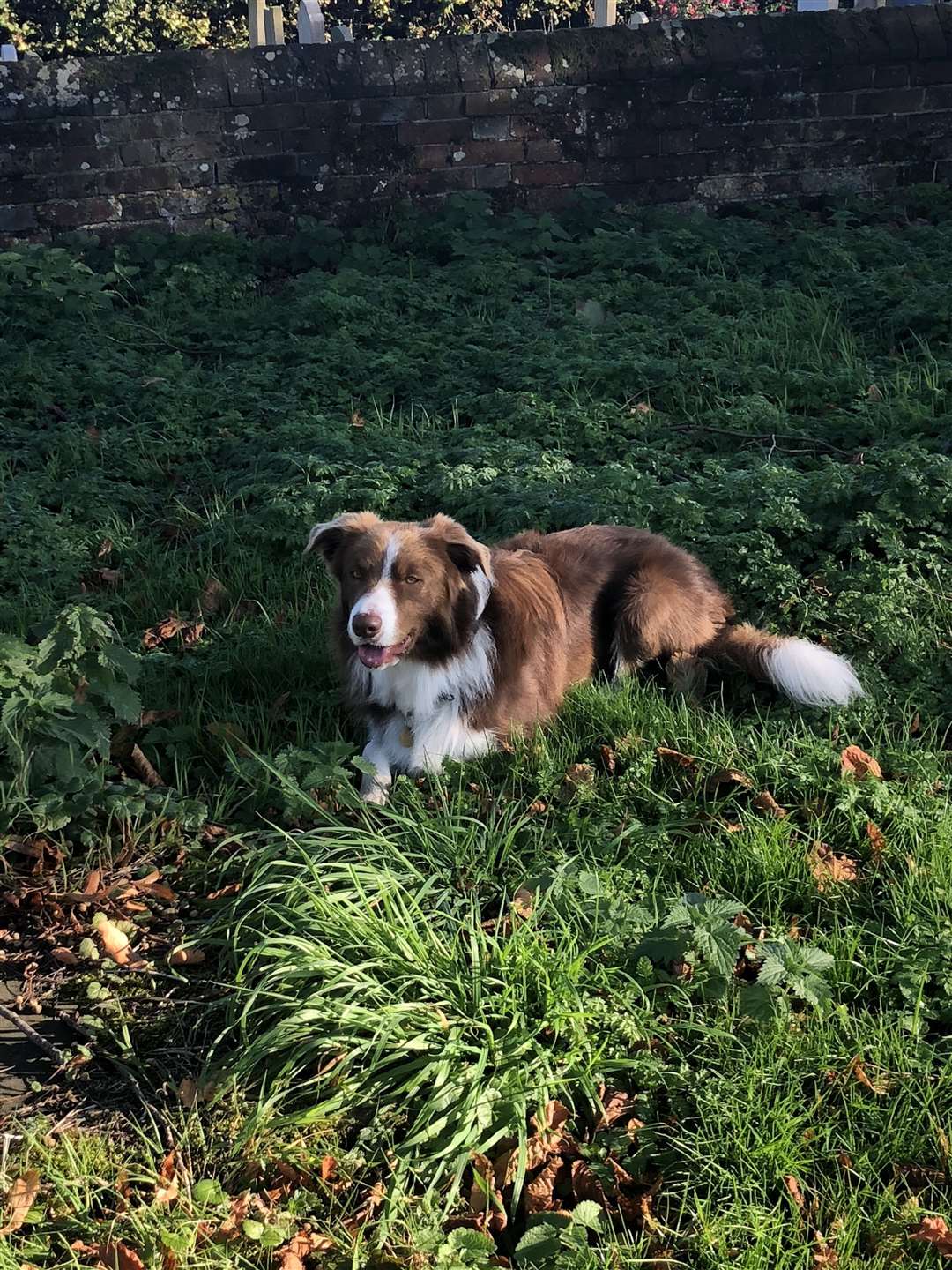 Taffy loves playing with sticks