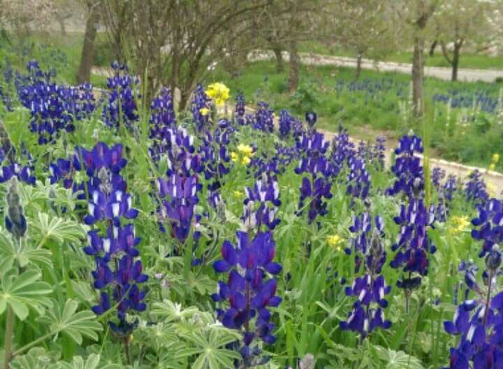 Native lupins in Jerusalem's Botanical Gardens