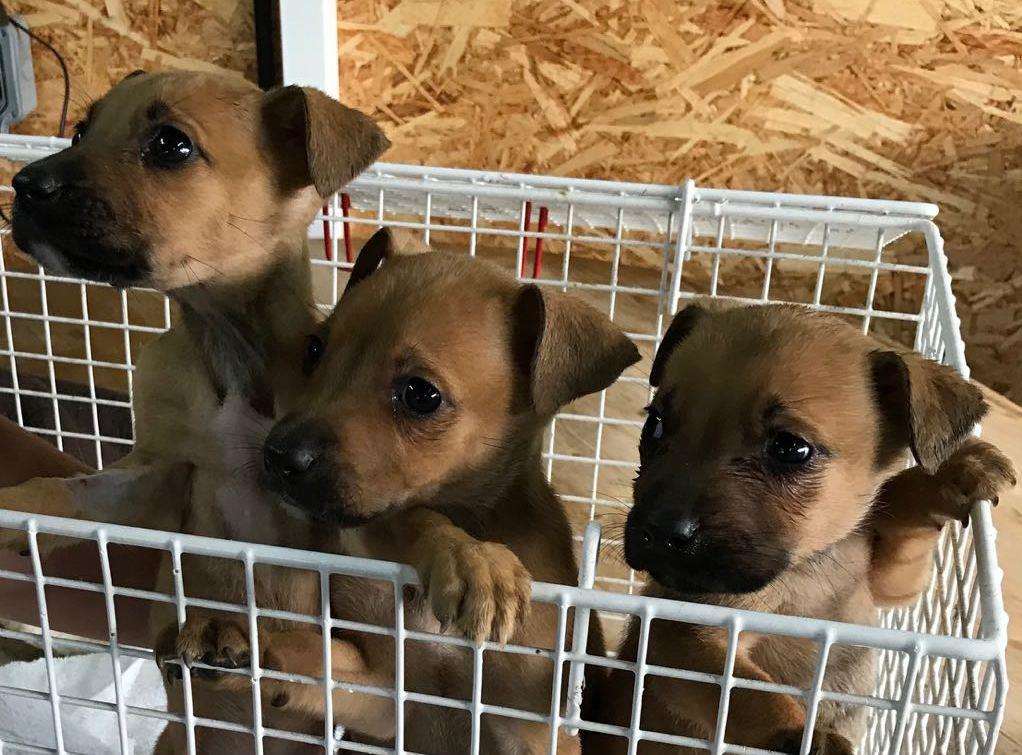 The puppies found by the side of the road