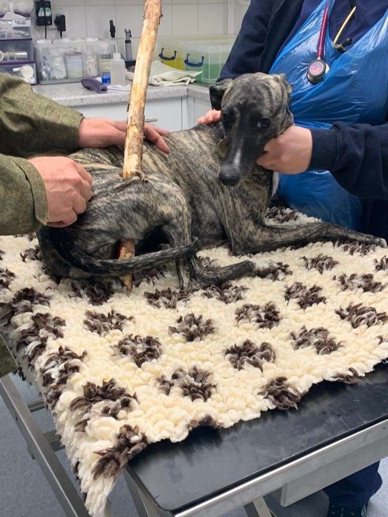 Roxy the Whippet was impaled by a stick while on a walk, but was miraculously saved by vets Picture: