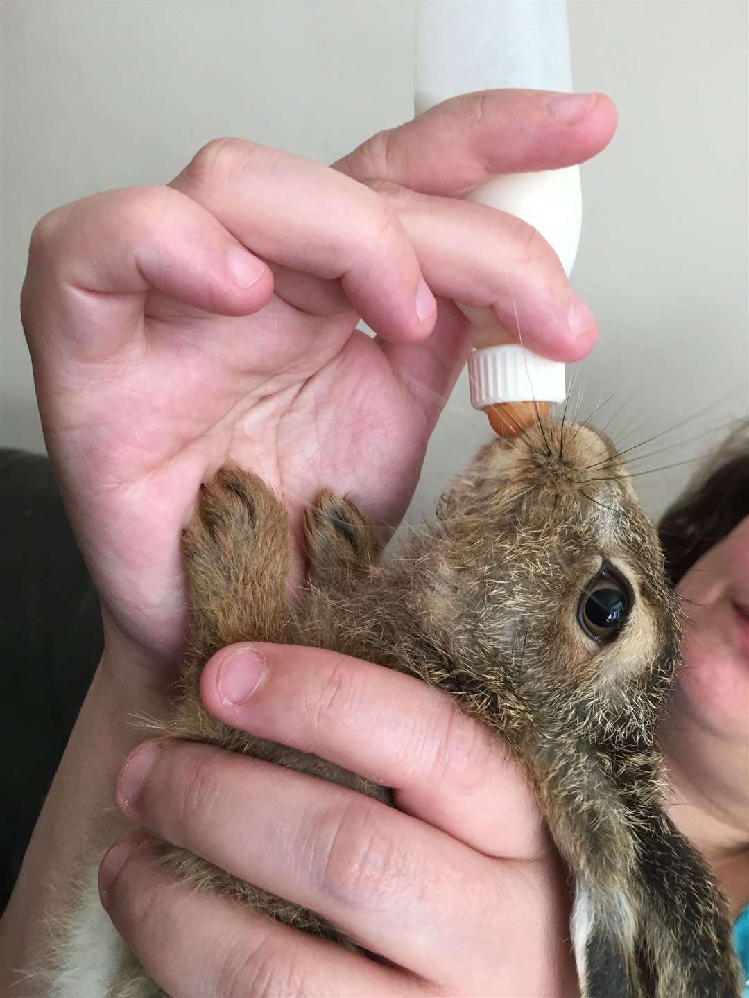 The Terry family fed Clover powdered rabbit milk from kitten bottles (Natasha Terry/PA)