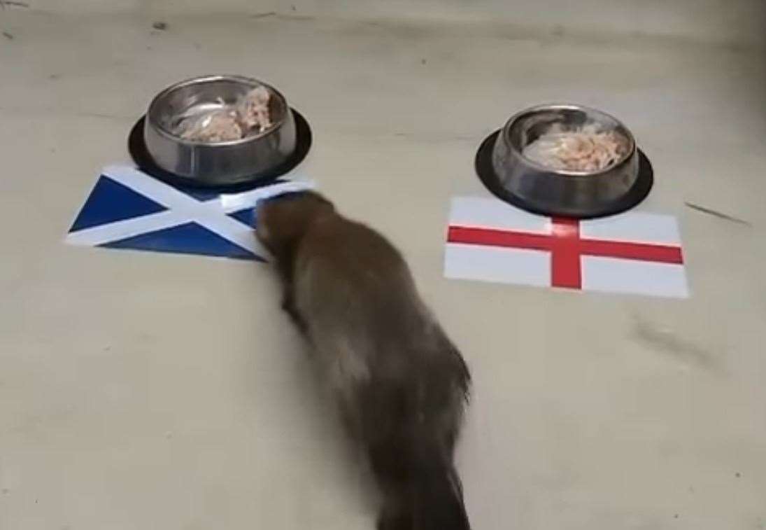 Fred the ferret predicted Scotland to beat England in their Euro 2020 match (48347093)
