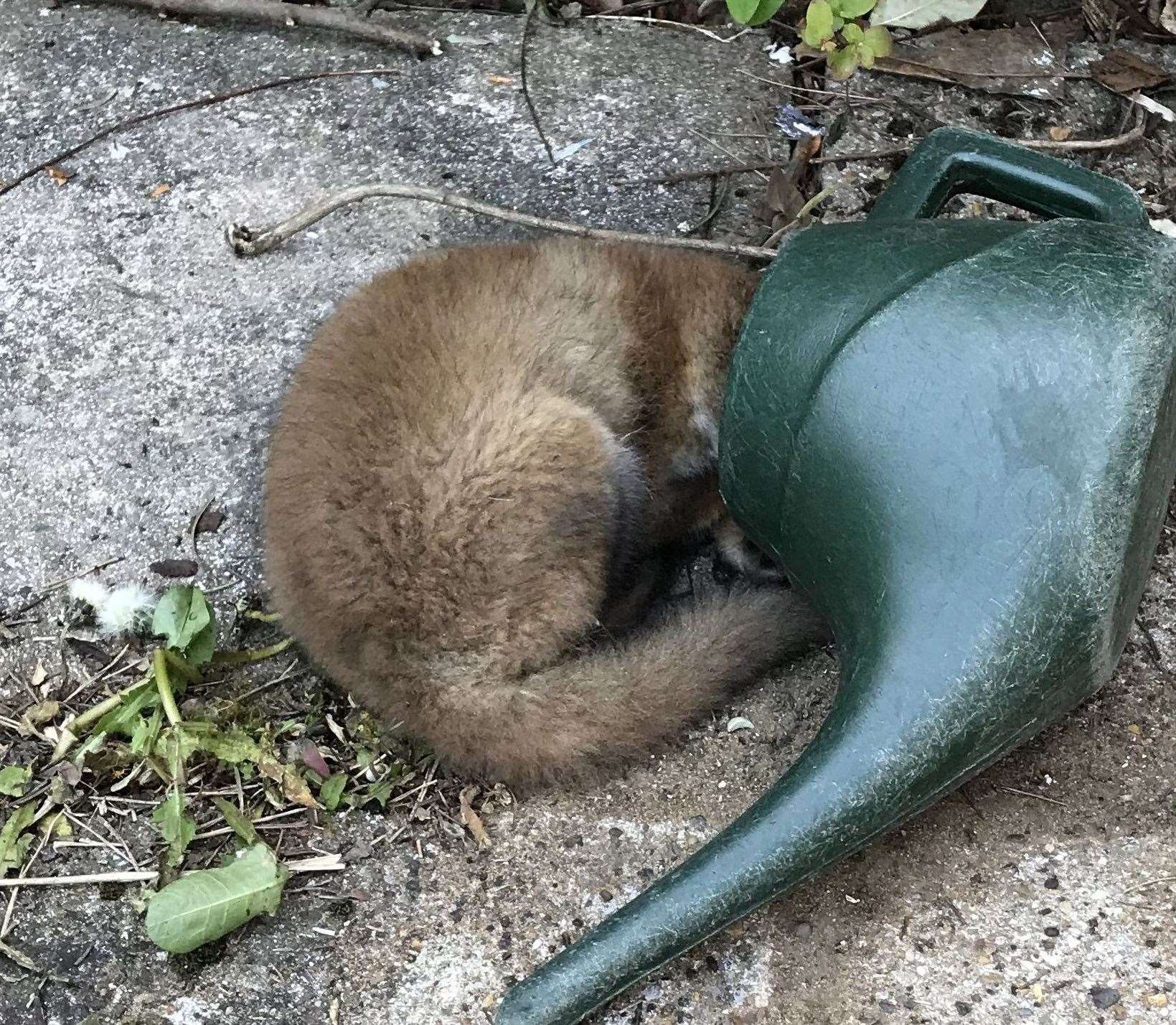 A fox cub got stuck in a watering can in Sevenoaks Picture: RSPCA