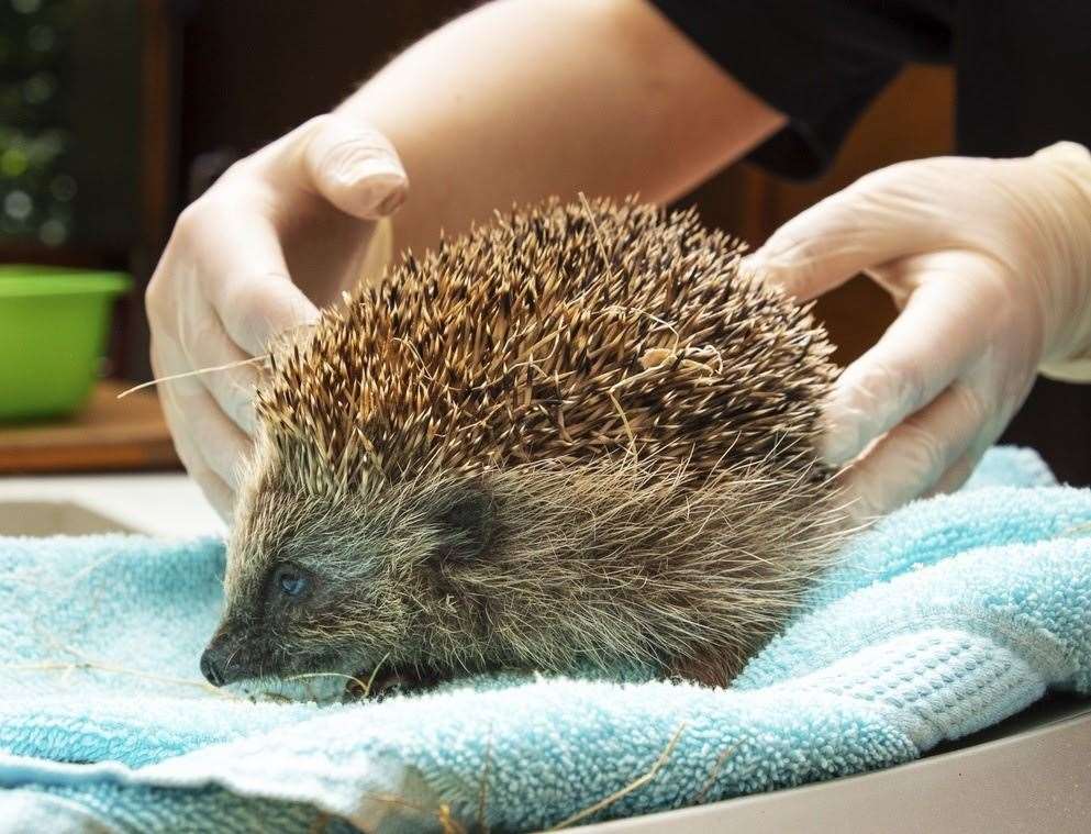 The RSPCA received more than 6,000 calls about sick, injured and orphaned hedgehogs last year. Picture: RSPCA