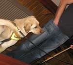 A drugs dog at work during the operation