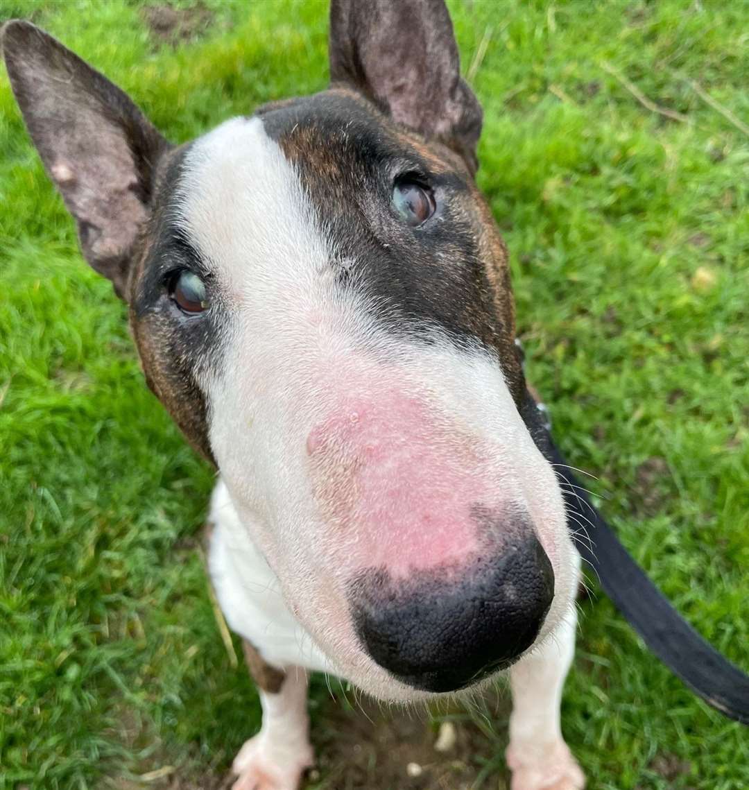 Nine-year-old English bull terrier Reggie. Picture: RSPCA