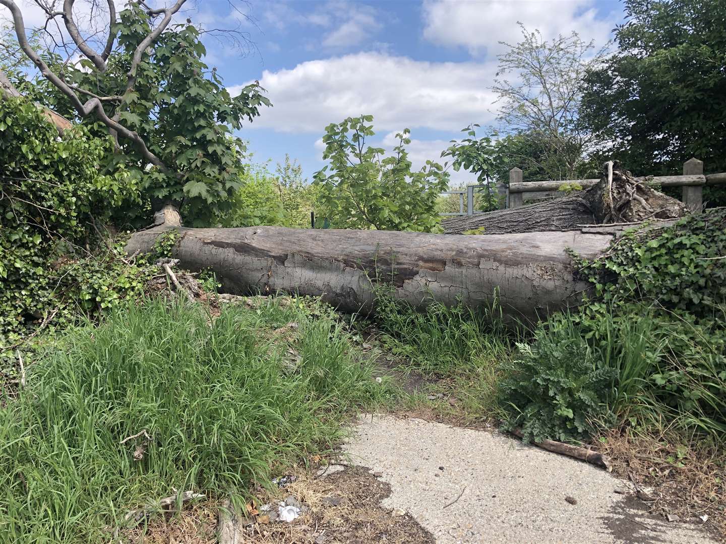 The tree is believed to have fallen down during a storm in 2020