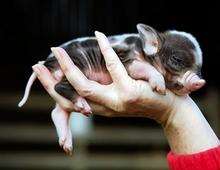 Micro pig