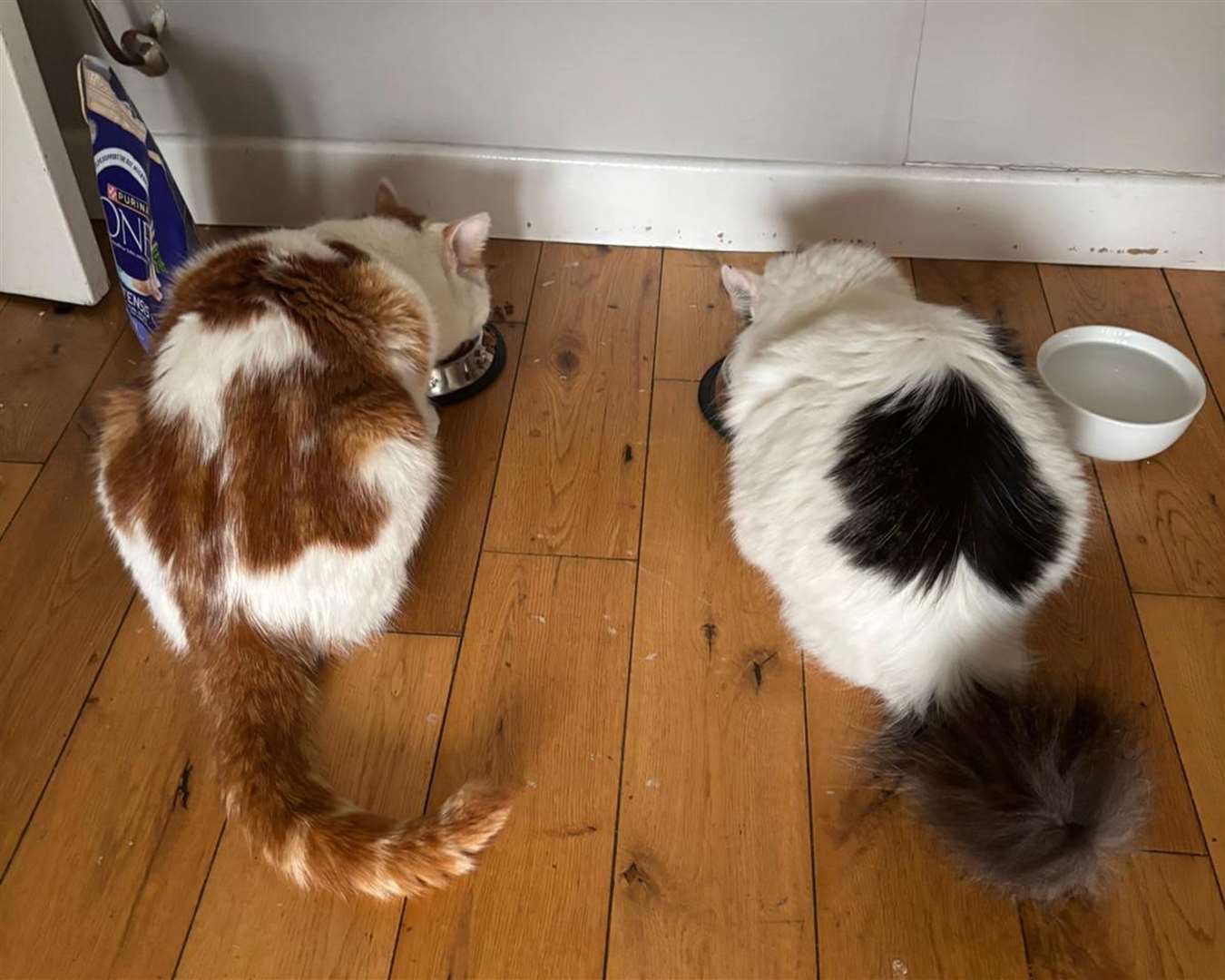 Beans, left, enjoying food at home with Missy (Cara McBurnie)