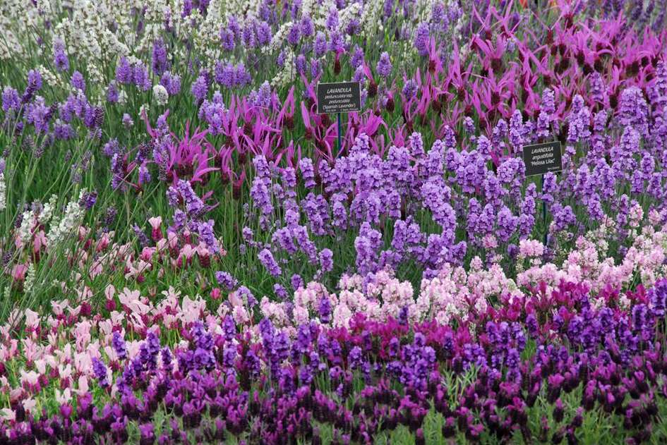 A splash of colour from Kent's Downderry Lavender