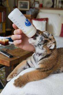 New tiger being fed at Howletts