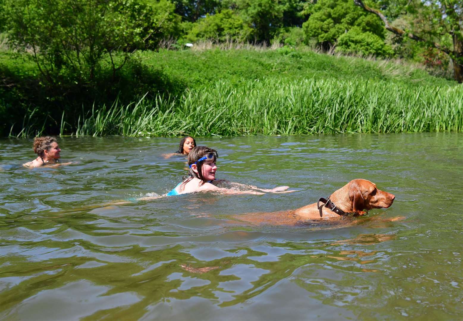 Three-year-old German vizsla Willow joined swimmers to cool off in the water during the hot weather at Warleigh Weir, Bath (Ben Birchall/PA)