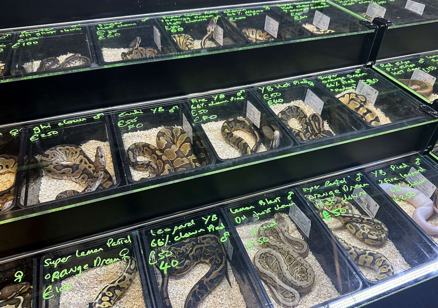 Rows and rows of snakes being kept in tiny containers. Picture: APA