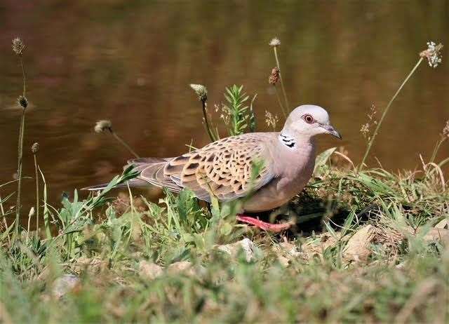 See if you can spot wildlife, such as turtle doves, at Betteshanger Country Park. Picture: Friends of Betteshanger