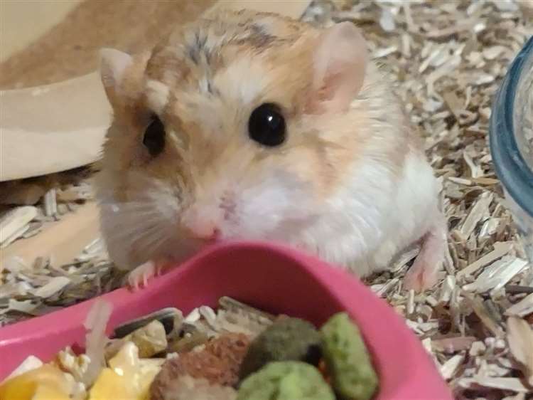 Poppy the duprasi gerbil