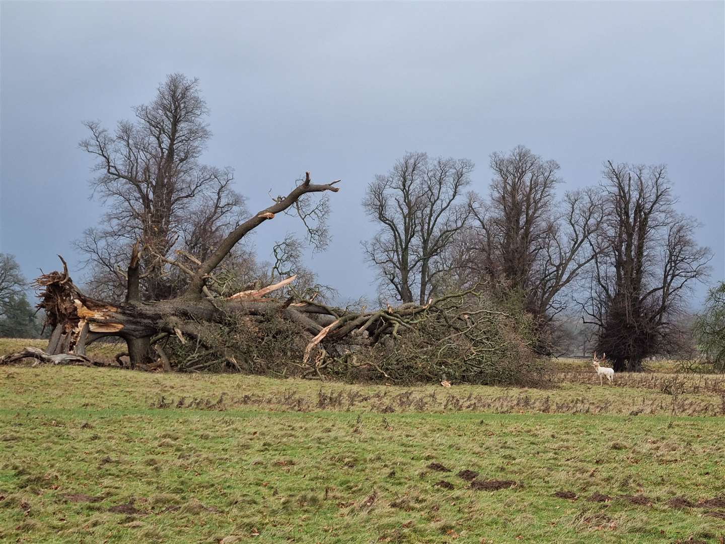 Tree damage after Storm Darragh at Fountains Abbey in Yorkshire (National Trust/Justin Scully/PA)